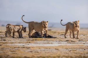 Safari-Begriffe